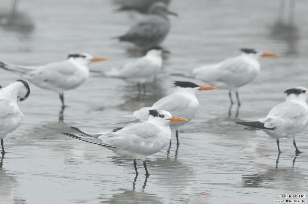 Royal Ternadult post breeding, identification