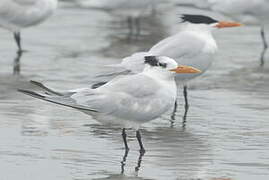 Royal Tern