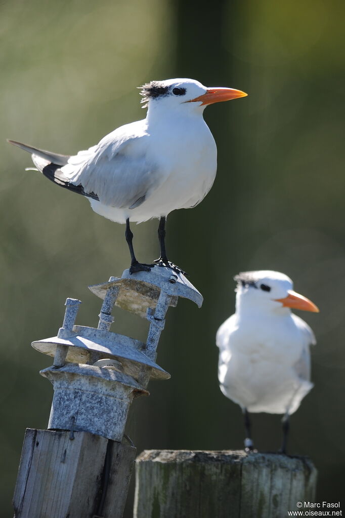 Royal Ternadult post breeding, identification