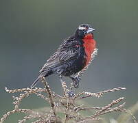 Peruvian Meadowlark