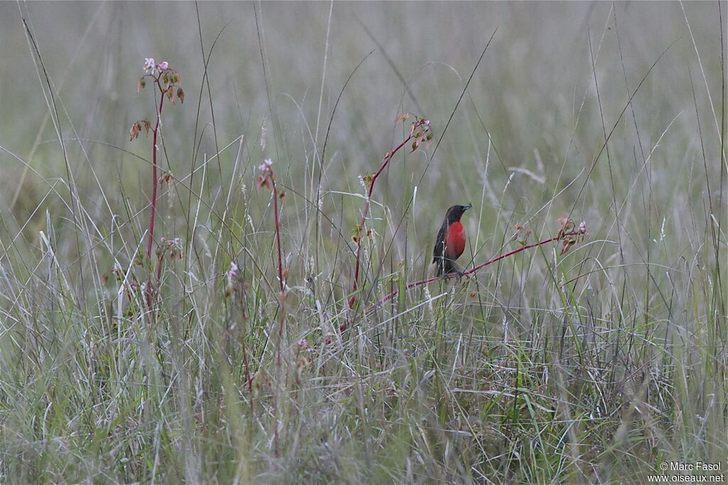 Red-breasted Blackbird male adult, identification