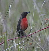 Red-breasted Meadowlark