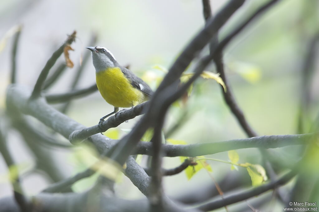 Bananaquitadult, identification