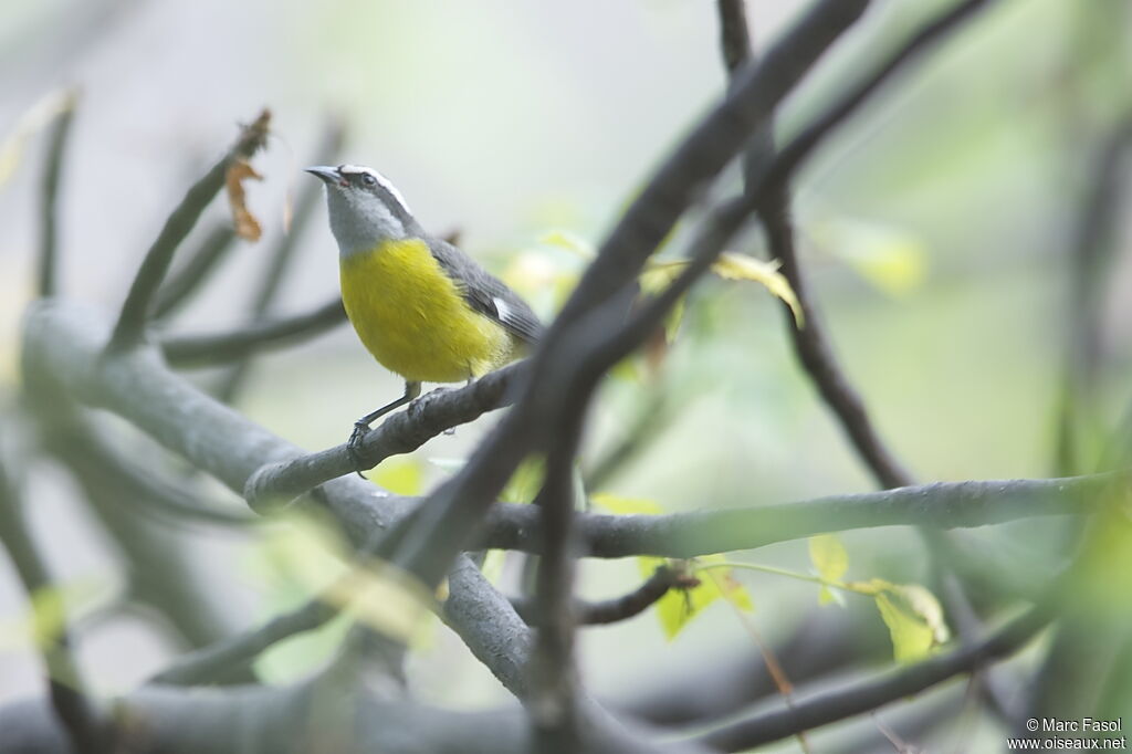 Sucrier à ventre jauneadulte, identification