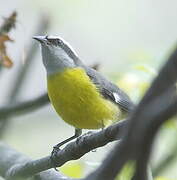 Bananaquit