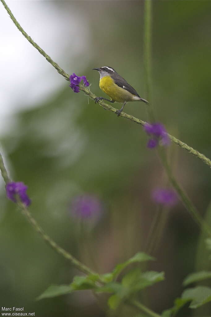 Bananaquitadult, identification