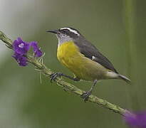 Bananaquit