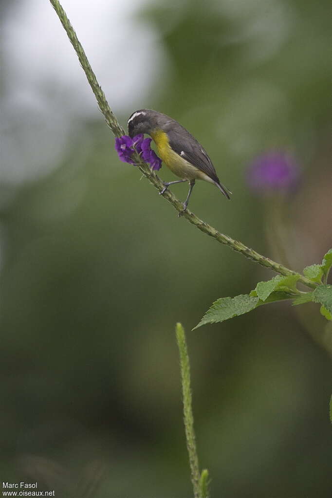 Bananaquitadult, identification, feeding habits, eats, Behaviour