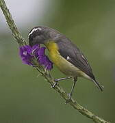 Bananaquit