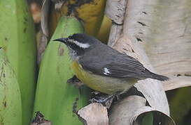 Bananaquit