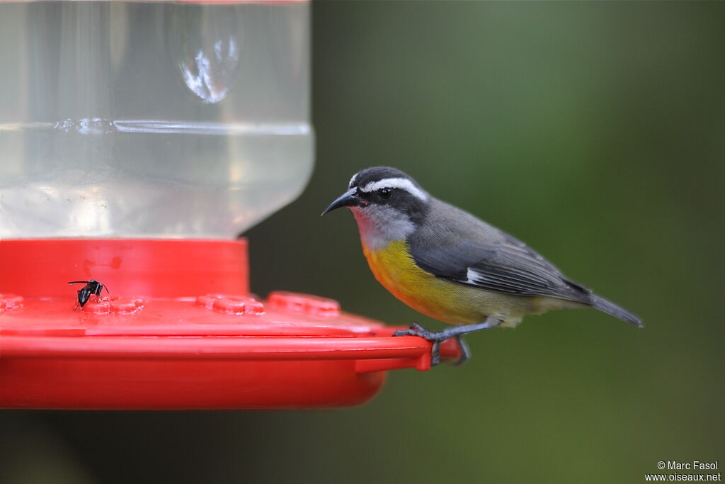 Bananaquitadult, identification, feeding habits, Behaviour