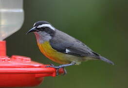 Bananaquit