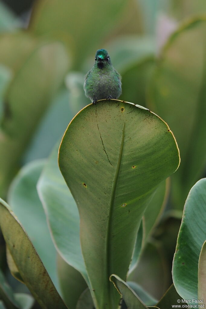 Long-tailed Sylph male adult breeding, identification