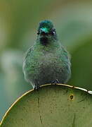 Long-tailed Sylph