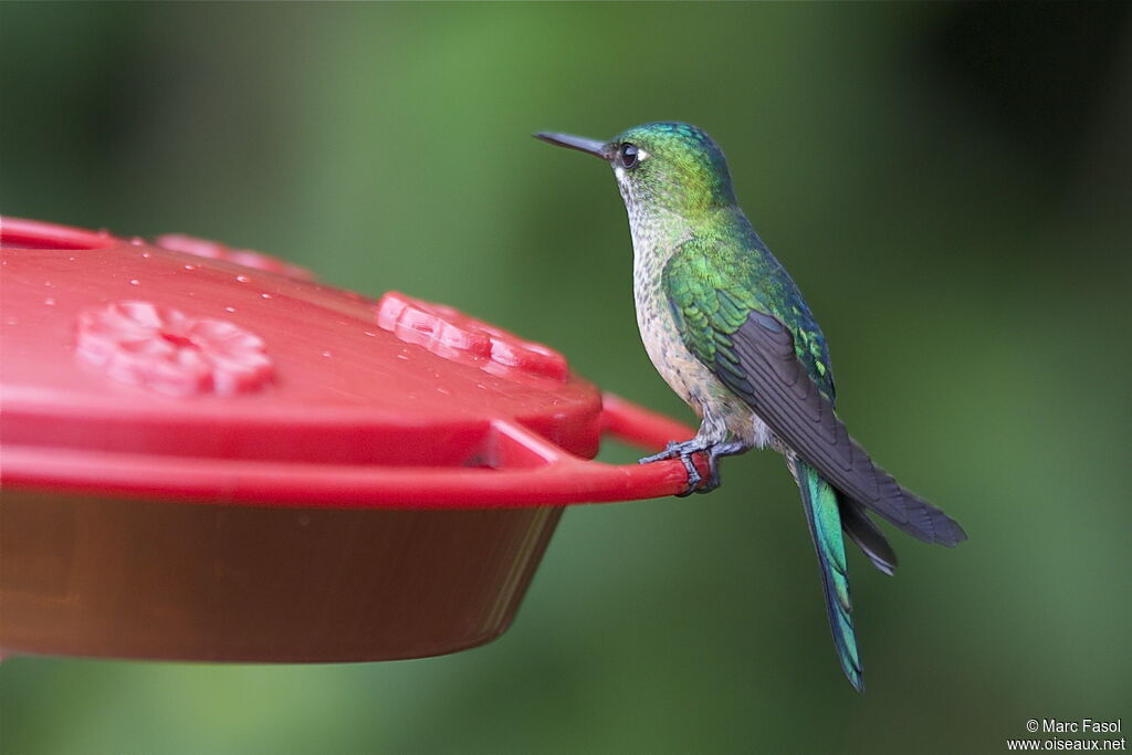 Long-tailed Sylph female adult breeding, identification, feeding habits