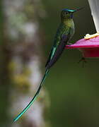 Long-tailed Sylph