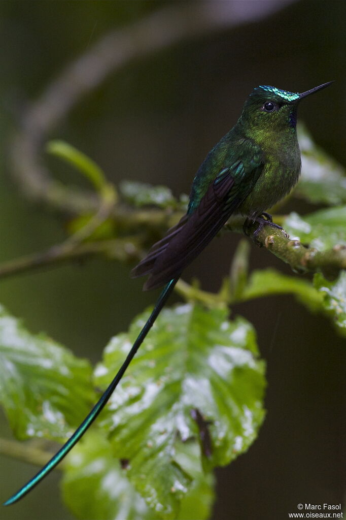 Long-tailed Sylph male adult, identification