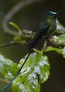 Long-tailed Sylph