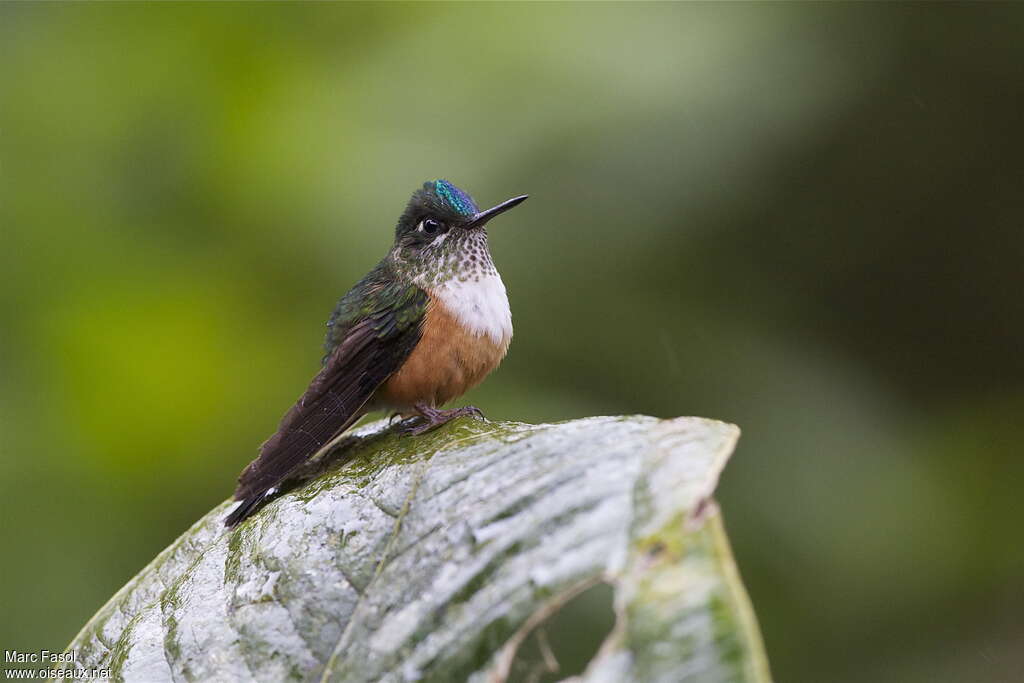 Violet-tailed Sylph female adult