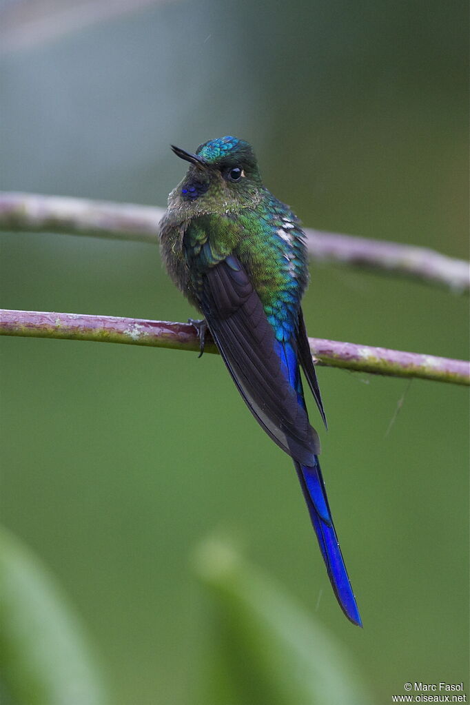 Violet-tailed Sylph male immature, identification