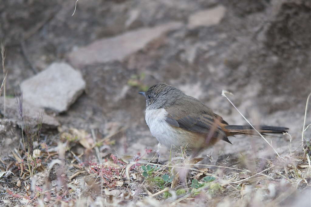 Dark-winged Canasteroadult, identification