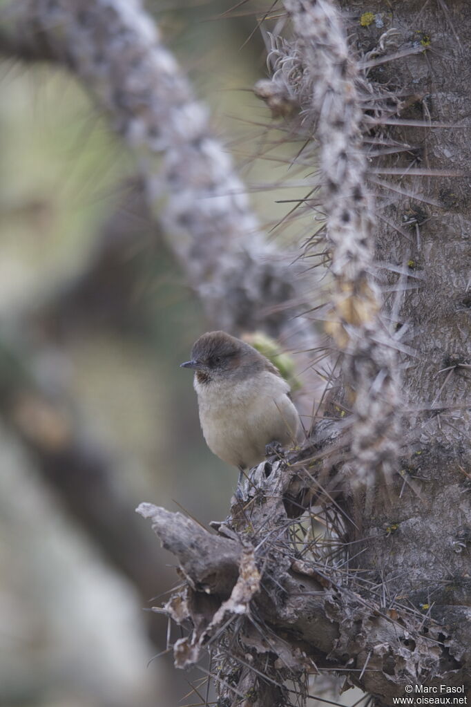 Dark-winged Canasteroadult, identification