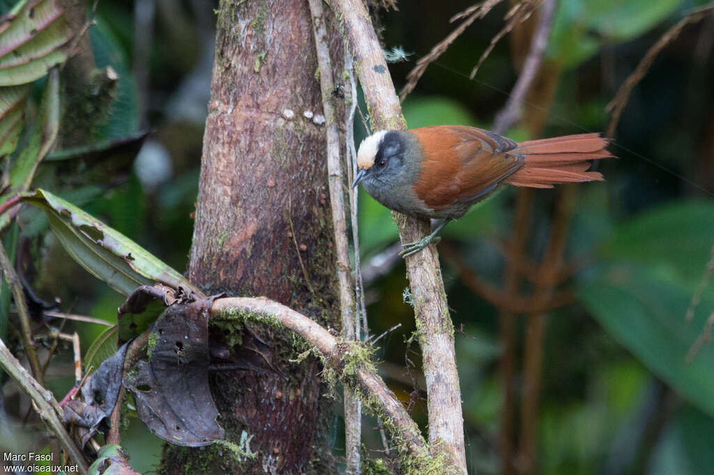 Light-crowned Spinetailadult, identification