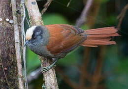 Light-crowned Spinetail