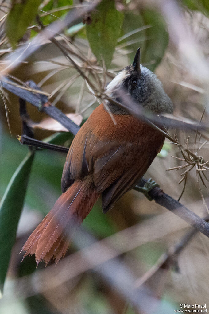 Light-crowned Spinetailadult, identification