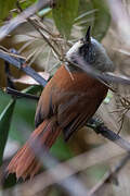 Light-crowned Spinetail