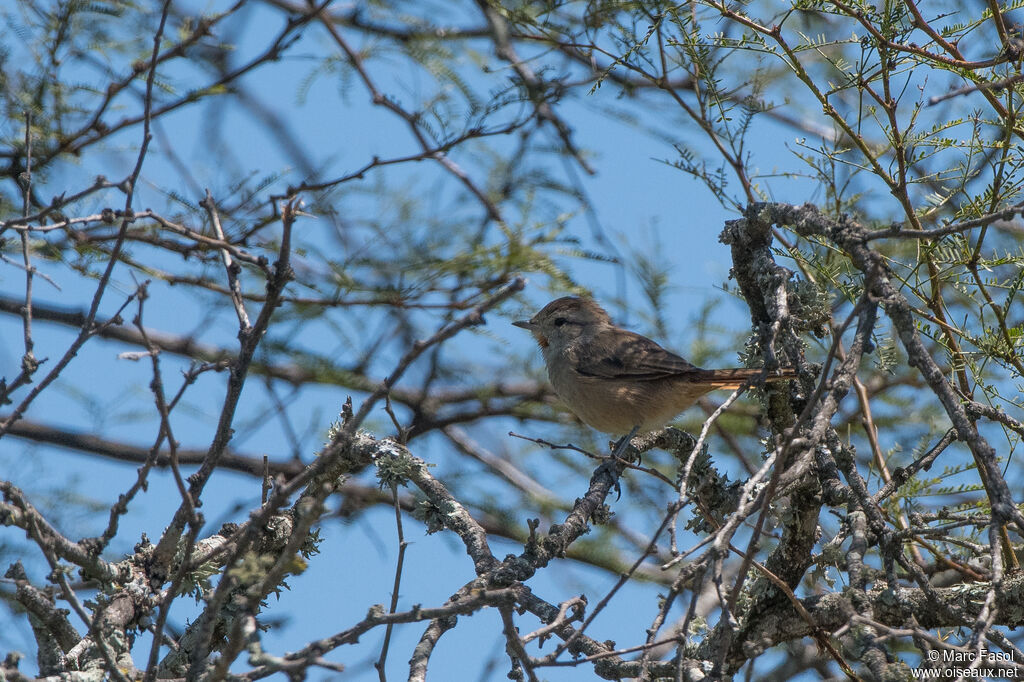 Short-billed Canasteroadult, identification