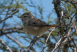 Short-billed Canastero