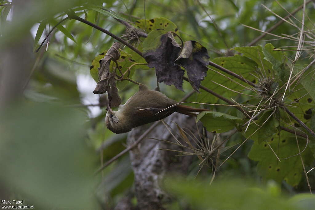 Creamy-crested Spinetailadult, identification, fishing/hunting, Behaviour