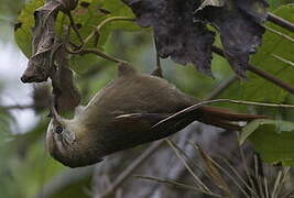 Creamy-crested Spinetail