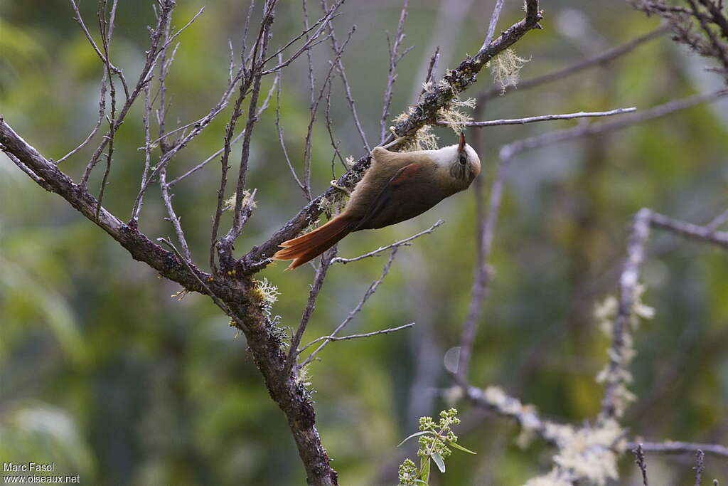 Creamy-crested Spinetailadult, Behaviour