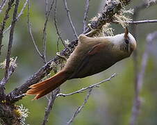 Creamy-crested Spinetail