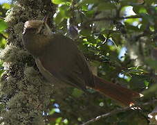 Creamy-crested Spinetail