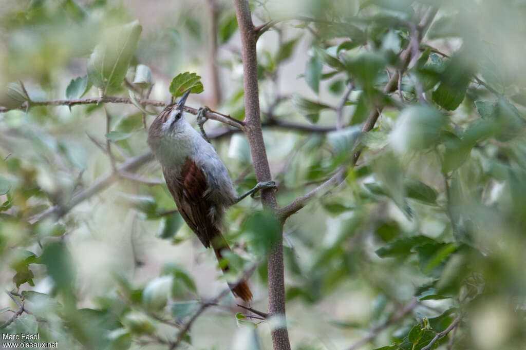 Stripe-crowned Spinetailadult, identification