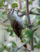 Stripe-crowned Spinetail