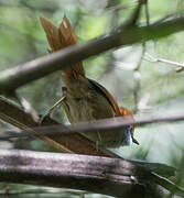 Rufous-capped Spinetail