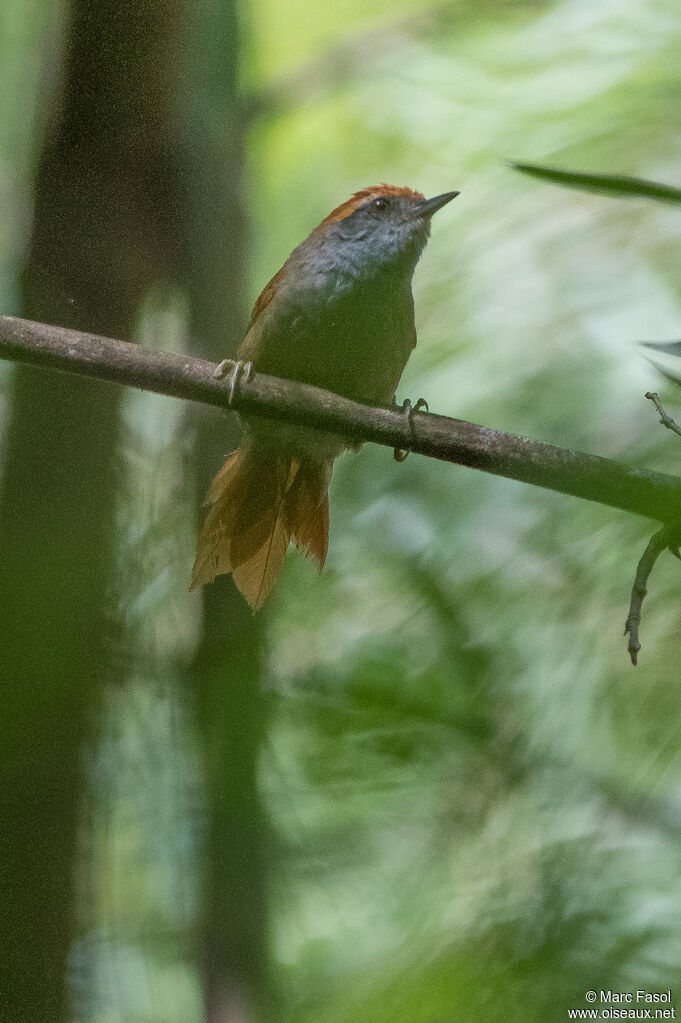 Rufous-capped Spinetailadult