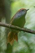 Rufous-capped Spinetail