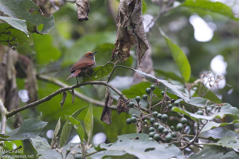 Red-faced Spinetailadult, identification