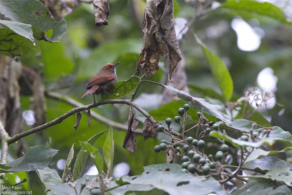 Red-faced Spinetailadult, identification