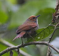 Red-faced Spinetail