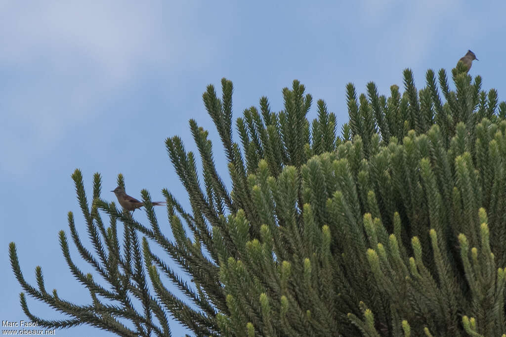 Araucaria Tit-Spinetailadult, identification