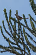 Araucaria Tit-Spinetail