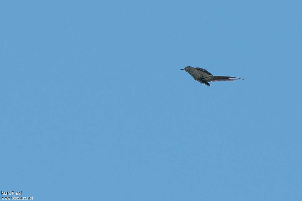 Araucaria Tit-Spinetailadult, Flight