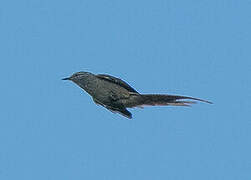 Araucaria Tit-Spinetail