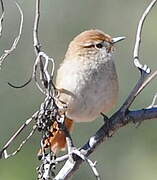 Rusty-fronted Canastero